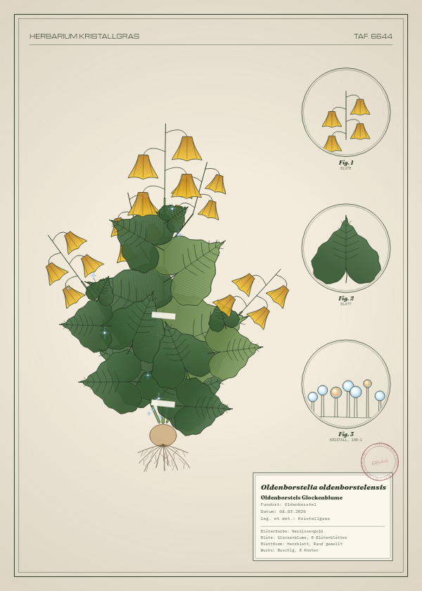 Botanische Tafel: Oldenborstelia oldenborstelensis, eine erfundene Pflanze aus Oldenborstel, gezeichnet wie in einem alten Pflanzenatlas
