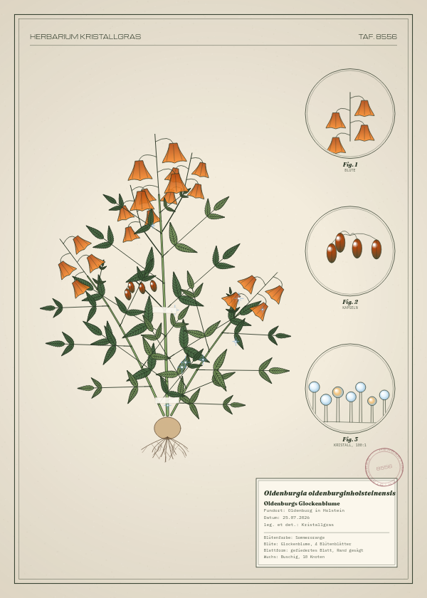 Botanische Tafel: Oldenburgia oldenburginholsteinensis, eine erfundene Pflanze aus Oldenburg in Holstein, gezeichnet wie in einem alten Pflanzenatlas