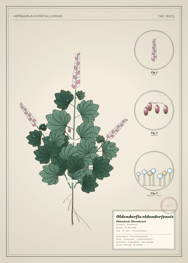 Botanische Tafel: Oldendorfia oldendorfensis, eine erfundene Pflanze aus Oldendorf, gezeichnet wie in einem alten Pflanzenatlas