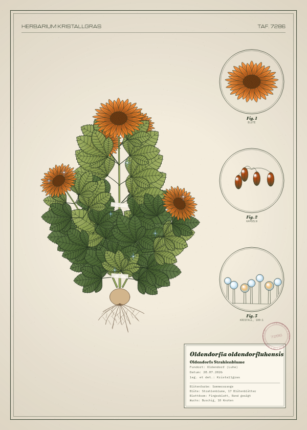 Botanische Tafel: Oldendorfia oldendorfluhensis, eine erfundene Pflanze aus Oldendorf (Luhe), gezeichnet wie in einem alten Pflanzenatlas