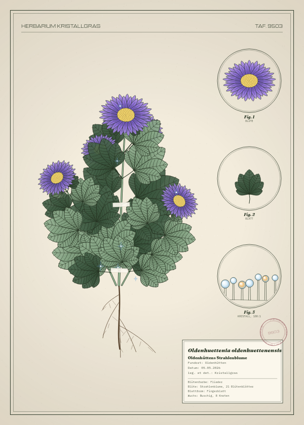 Botanische Tafel: Oldenhuettenia oldenhuettenensis, eine erfundene Pflanze aus Oldenhütten, gezeichnet wie in einem alten Pflanzenatlas
