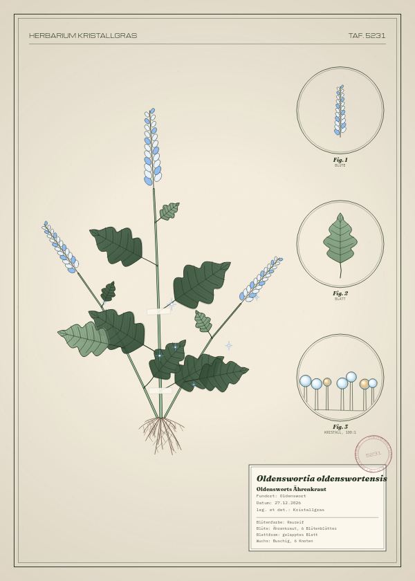 Botanische Tafel: Oldenswortia oldenswortensis, eine erfundene Pflanze aus Oldenswort, gezeichnet wie in einem alten Pflanzenatlas