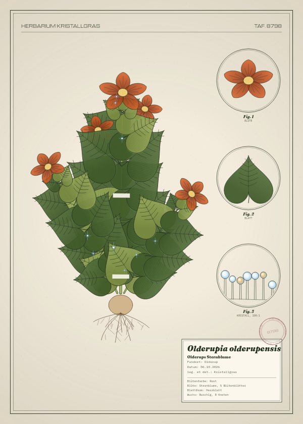 Botanische Tafel: Olderupia olderupensis, eine erfundene Pflanze aus Olderup, gezeichnet wie in einem alten Pflanzenatlas