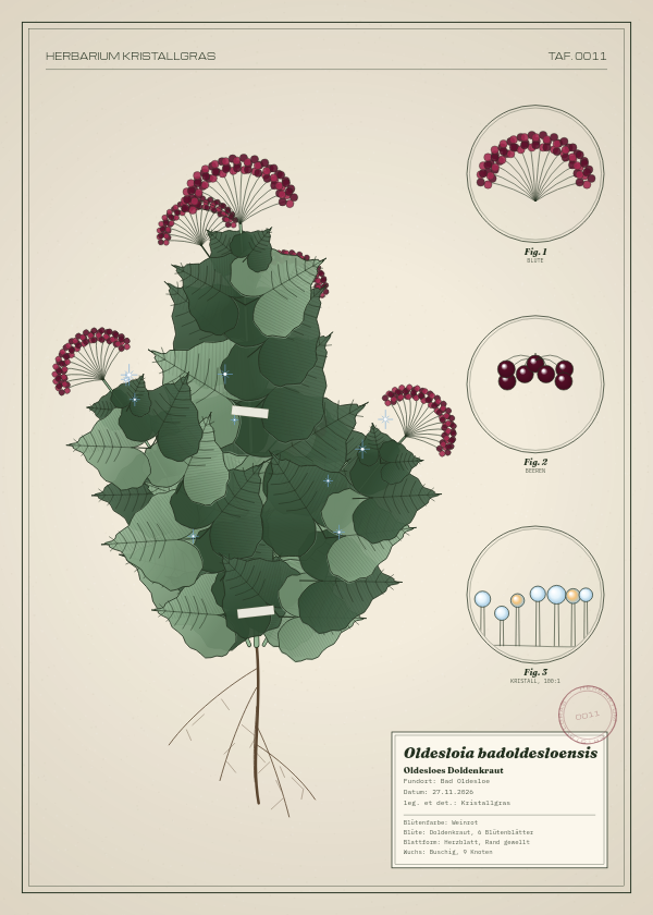 Botanische Tafel: Oldesloia badoldesloensis, eine erfundene Pflanze aus Bad Oldesloe, gezeichnet wie in einem alten Pflanzenatlas