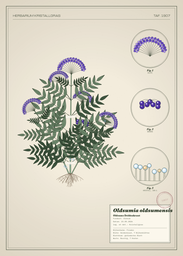 Botanische Tafel: Oldsumia oldsumensis, eine erfundene Pflanze aus Oldsum, gezeichnet wie in einem alten Pflanzenatlas