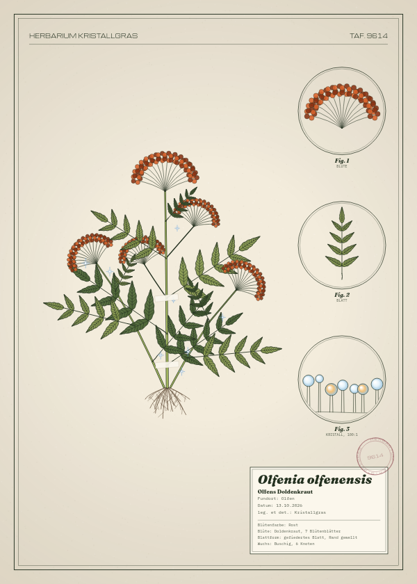 Botanische Tafel: Olfenia olfenensis, eine erfundene Pflanze aus Olfen, gezeichnet wie in einem alten Pflanzenatlas