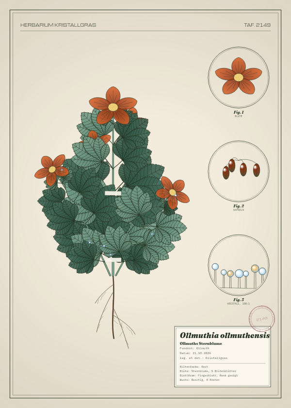 Botanische Tafel: Ollmuthia ollmuthensis, eine erfundene Pflanze aus Ollmuth, gezeichnet wie in einem alten Pflanzenatlas