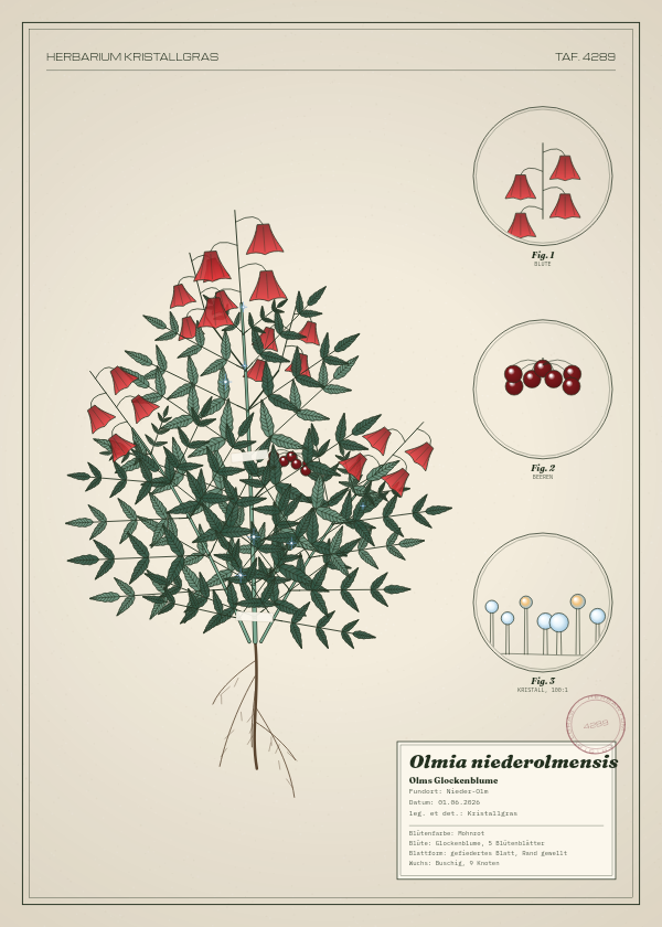 Botanische Tafel: Olmia niederolmensis, eine erfundene Pflanze aus Nieder-Olm, gezeichnet wie in einem alten Pflanzenatlas