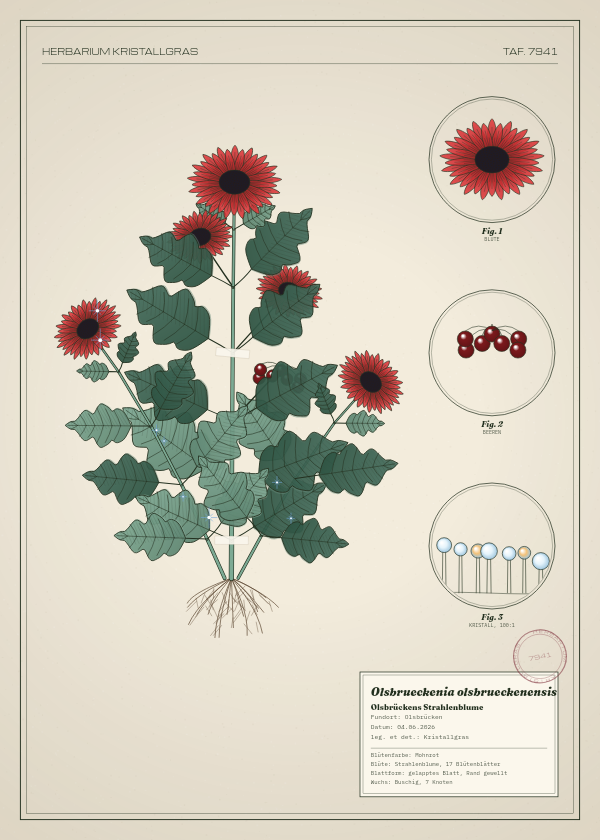 Botanische Tafel: Olsbrueckenia olsbrueckenensis, eine erfundene Pflanze aus Olsbrücken, gezeichnet wie in einem alten Pflanzenatlas