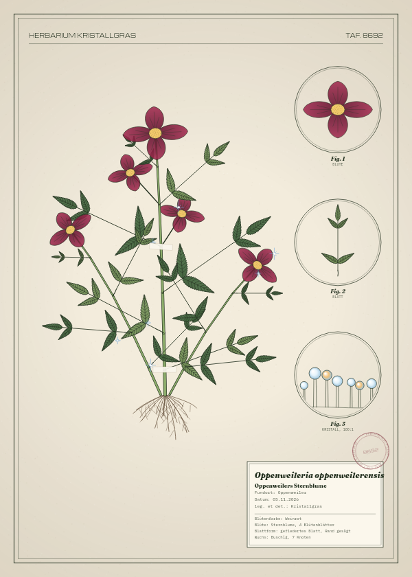 Botanische Tafel: Oppenweileria oppenweilerensis, eine erfundene Pflanze aus Oppenweiler, gezeichnet wie in einem alten Pflanzenatlas