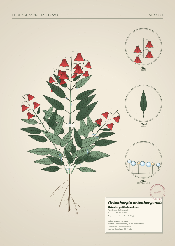 Botanische Tafel: Ortenbergia ortenbergensis, eine erfundene Pflanze aus Ortenberg, gezeichnet wie in einem alten Pflanzenatlas