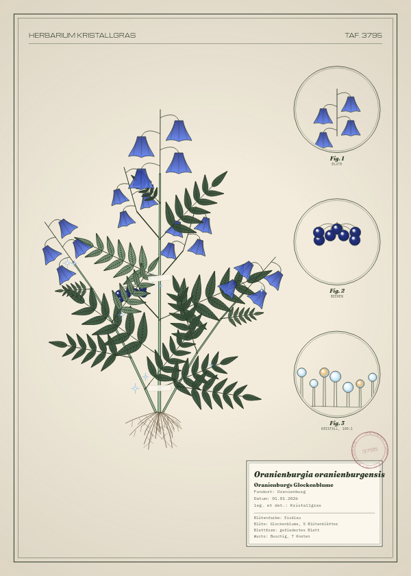 Botanische Tafel: Oranienburgia oranienburgensis, eine erfundene Pflanze aus Oranienburg, gezeichnet wie in einem alten Pflanzenatlas