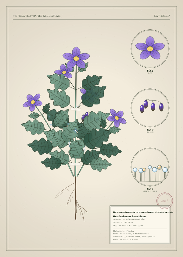Botanische Tafel: Oranienbaumia oranienbaumwoerlitzensis, eine erfundene Pflanze aus Oranienbaum-Wörlitz, gezeichnet wie in einem alten Pflanzenatlas