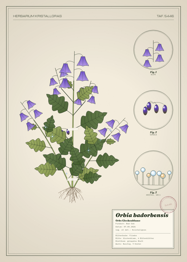 Botanische Tafel: Orbia badorbensis, eine erfundene Pflanze aus Bad Orb, gezeichnet wie in einem alten Pflanzenatlas