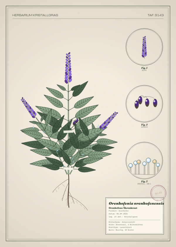 Botanische Tafel: Orenhofenia orenhofenensis, eine erfundene Pflanze aus Orenhofen, gezeichnet wie in einem alten Pflanzenatlas
