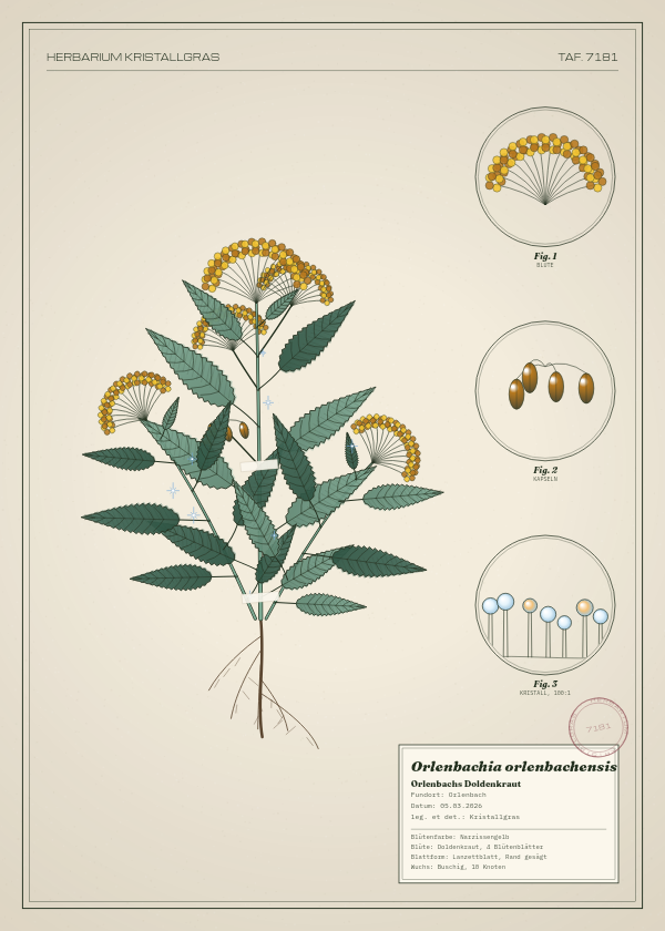 Botanische Tafel: Orlenbachia orlenbachensis, eine erfundene Pflanze aus Orlenbach, gezeichnet wie in einem alten Pflanzenatlas