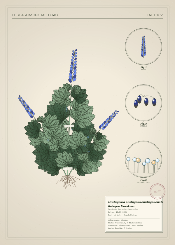 Botanische Tafel: Orsingenia orsingennenzingenensis, eine erfundene Pflanze aus Orsingen-Nenzingen, gezeichnet wie in einem alten Pflanzenatlas
