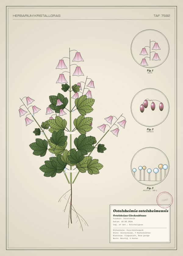 Botanische Tafel: Ostelsheimia ostelsheimensis, eine erfundene Pflanze aus Ostelsheim, gezeichnet wie in einem alten Pflanzenatlas
