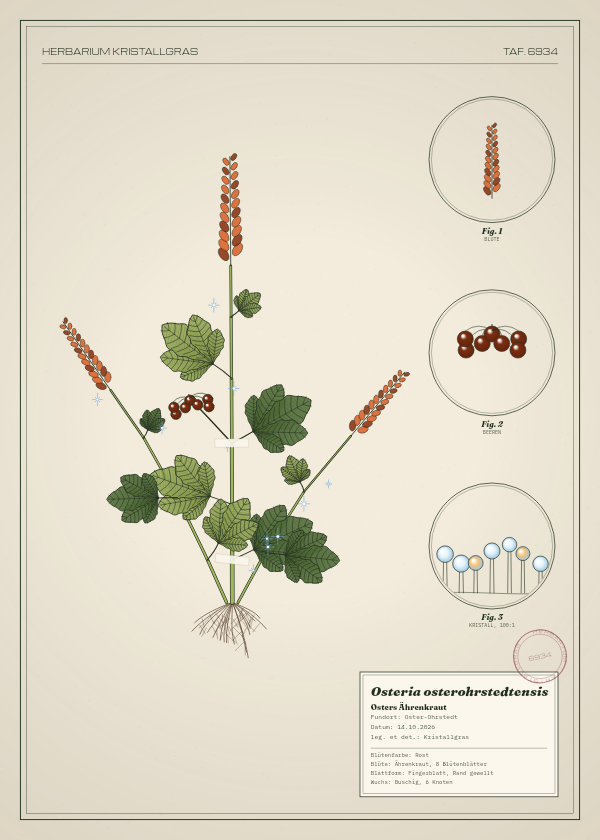 Botanische Tafel: Osteria osterohrstedtensis, eine erfundene Pflanze aus Oster-Ohrstedt, gezeichnet wie in einem alten Pflanzenatlas