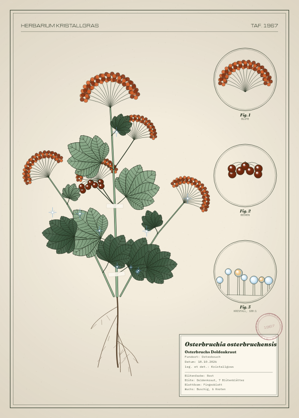 Botanische Tafel: Osterbruchia osterbruchensis, eine erfundene Pflanze aus Osterbruch, gezeichnet wie in einem alten Pflanzenatlas