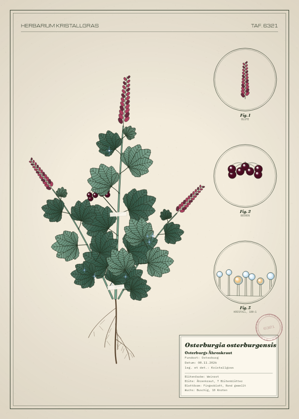 Botanische Tafel: Osterburgia osterburgensis, eine erfundene Pflanze aus Osterburg, gezeichnet wie in einem alten Pflanzenatlas