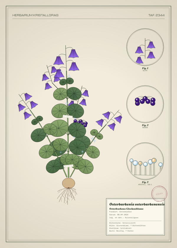 Botanische Tafel: Osterburkenia osterburkenensis, eine erfundene Pflanze aus Osterburken, gezeichnet wie in einem alten Pflanzenatlas
