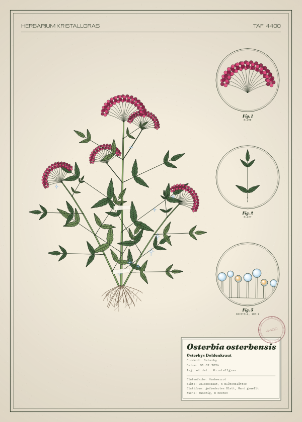 Botanische Tafel: Osterbia osterbensis, eine erfundene Pflanze aus Osterby, gezeichnet wie in einem alten Pflanzenatlas