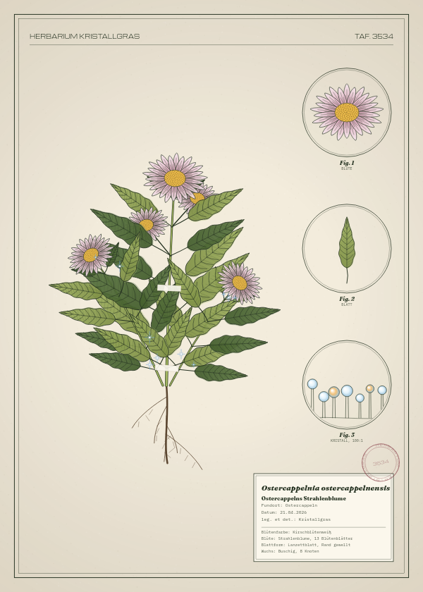Botanische Tafel: Ostercappelnia ostercappelnensis, eine erfundene Pflanze aus Ostercappeln, gezeichnet wie in einem alten Pflanzenatlas
