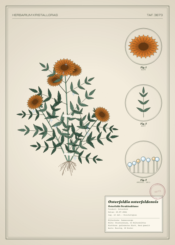 Botanische Tafel: Osterfeldia osterfeldensis, eine erfundene Pflanze aus Osterfeld, gezeichnet wie in einem alten Pflanzenatlas