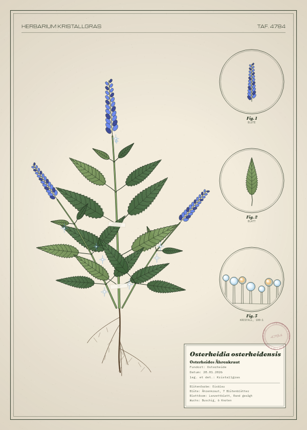 Botanische Tafel: Osterheidia osterheidensis, eine erfundene Pflanze aus Osterheide, gezeichnet wie in einem alten Pflanzenatlas
