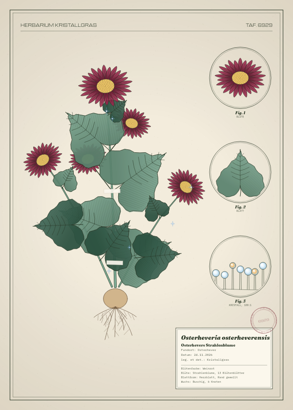 Botanische Tafel: Osterheveria osterheverensis, eine erfundene Pflanze aus Osterhever, gezeichnet wie in einem alten Pflanzenatlas