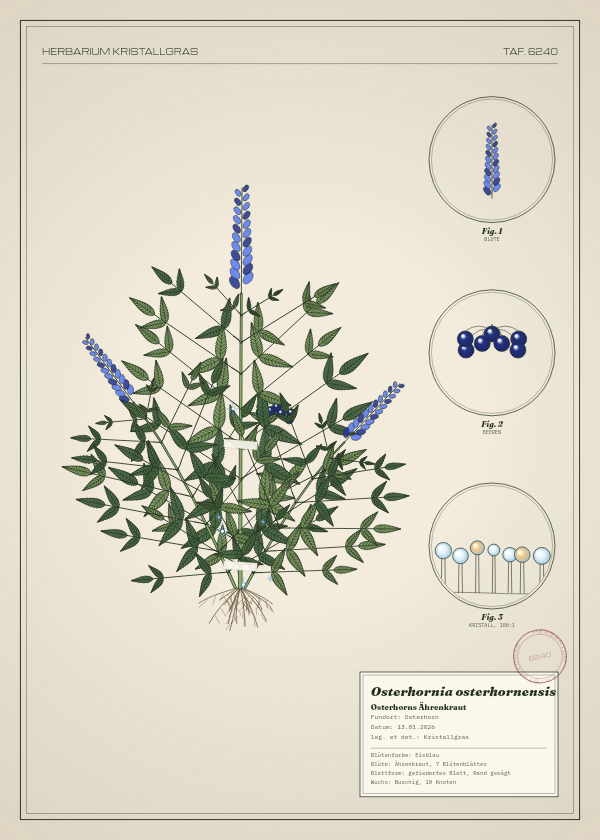 Botanische Tafel: Osterhornia osterhornensis, eine erfundene Pflanze aus Osterhorn, gezeichnet wie in einem alten Pflanzenatlas