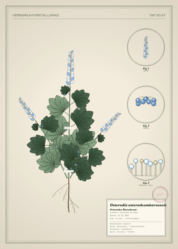 Botanische Tafel: Osterodia osterodeamharzensis, eine erfundene Pflanze aus Osterode am Harz, gezeichnet wie in einem alten Pflanzenatlas