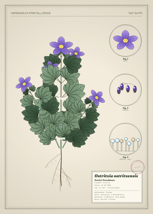 Botanische Tafel: Ostritzia ostritzensis, eine erfundene Pflanze aus Ostritz, gezeichnet wie in einem alten Pflanzenatlas