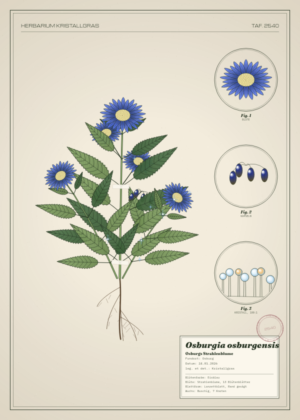 Botanische Tafel: Osburgia osburgensis, eine erfundene Pflanze aus Osburg, gezeichnet wie in einem alten Pflanzenatlas