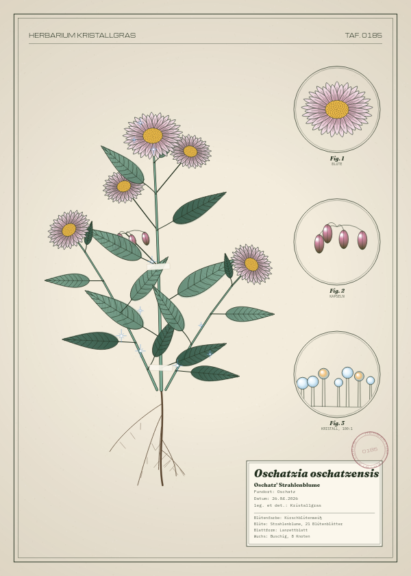 Botanische Tafel: Oschatzia oschatzensis, eine erfundene Pflanze aus Oschatz, gezeichnet wie in einem alten Pflanzenatlas