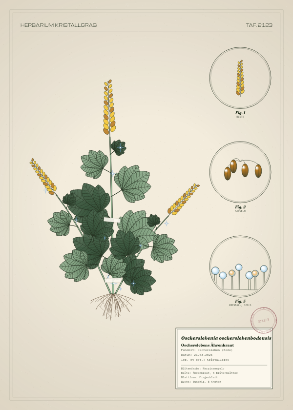 Botanische Tafel: Oscherslebenia oscherslebenbodensis, eine erfundene Pflanze aus Oschersleben (Bode), gezeichnet wie in einem alten Pflanzenatlas