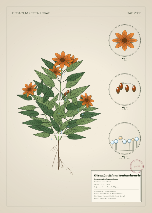 Botanische Tafel: Ottenbachia ottenbachensis, eine erfundene Pflanze aus Ottenbach, gezeichnet wie in einem alten Pflanzenatlas