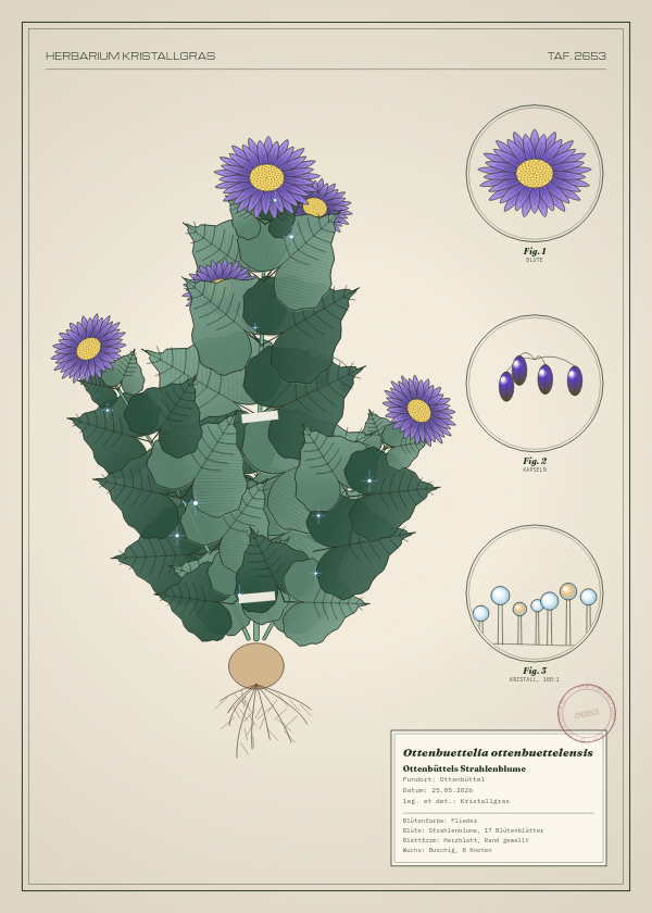 Botanische Tafel: Ottenbuettelia ottenbuettelensis, eine erfundene Pflanze aus Ottenbüttel, gezeichnet wie in einem alten Pflanzenatlas