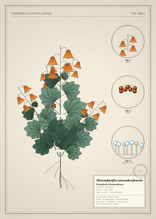 Botanische Tafel: Ottendorfia ottendorfensis, eine erfundene Pflanze aus Ottendorf, gezeichnet wie in einem alten Pflanzenatlas