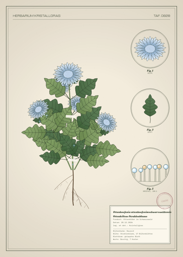 Botanische Tafel: Ottenhoefenia ottenhoefenimschwarzwaldensis, eine erfundene Pflanze aus Ottenhöfen im Schwarzwald, gezeichnet wie in einem alten Pflanzenatlas
