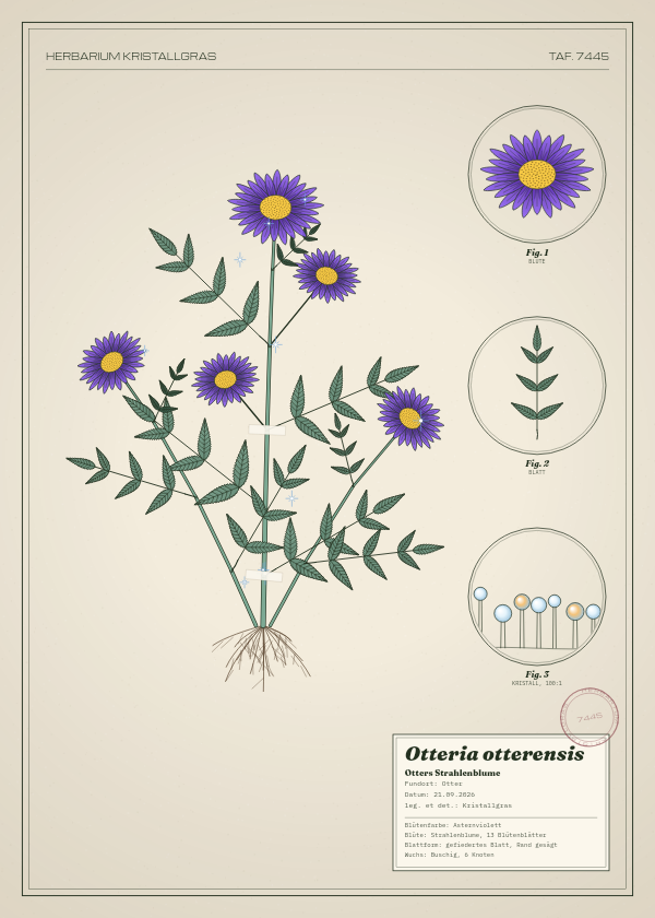 Botanische Tafel: Otteria otterensis, eine erfundene Pflanze aus Otter, gezeichnet wie in einem alten Pflanzenatlas
