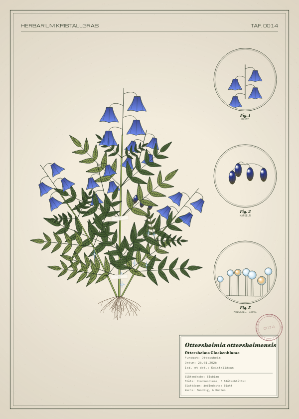 Botanische Tafel: Ottersheimia ottersheimensis, eine erfundene Pflanze aus Ottersheim, gezeichnet wie in einem alten Pflanzenatlas