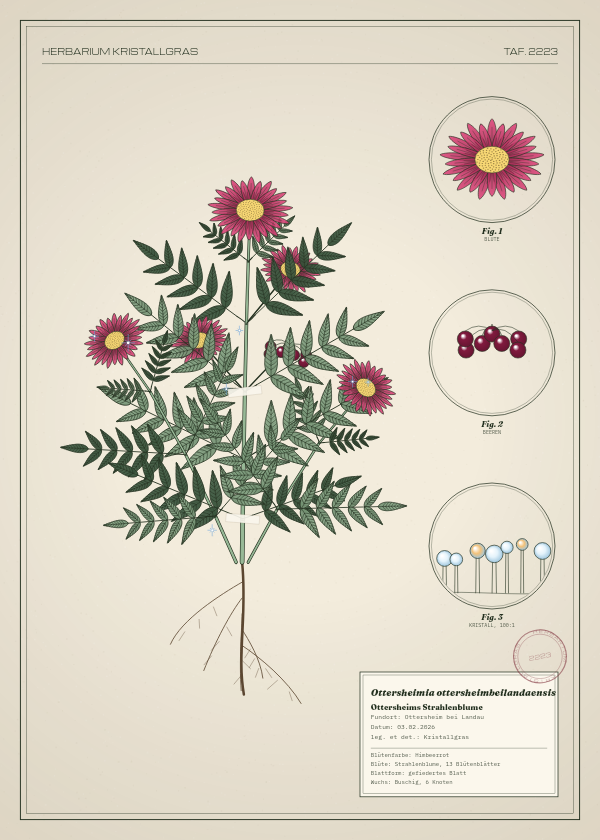 Botanische Tafel: Ottersheimia ottersheimbeilandaensis, eine erfundene Pflanze aus Ottersheim bei Landau, gezeichnet wie in einem alten Pflanzenatlas