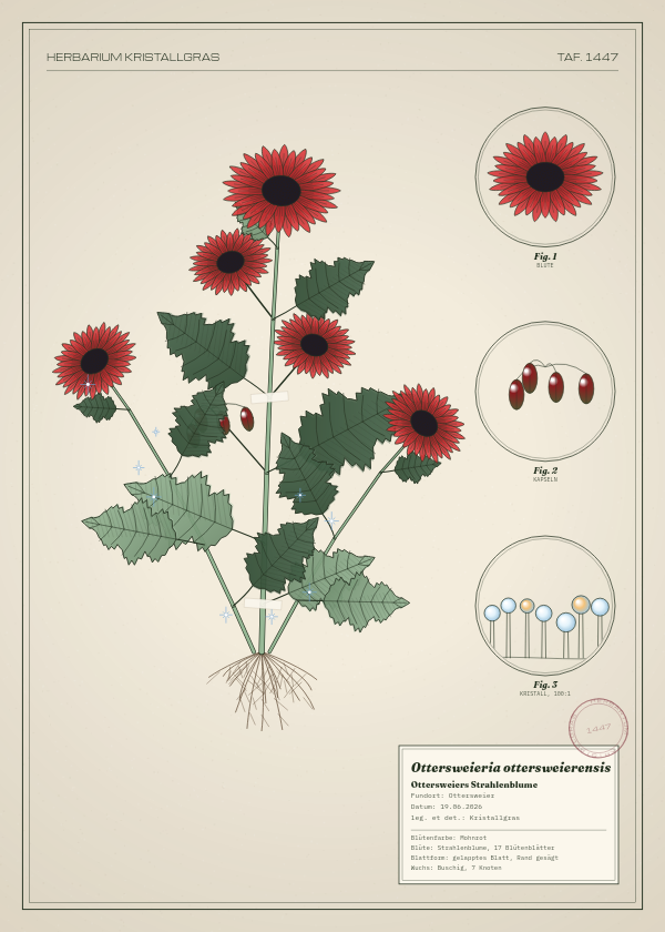 Botanische Tafel: Ottersweieria ottersweierensis, eine erfundene Pflanze aus Ottersweier, gezeichnet wie in einem alten Pflanzenatlas