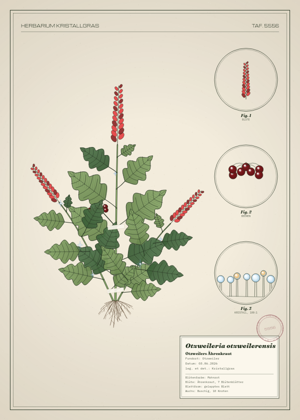 Botanische Tafel: Otzweileria otzweilerensis, eine erfundene Pflanze aus Otzweiler, gezeichnet wie in einem alten Pflanzenatlas