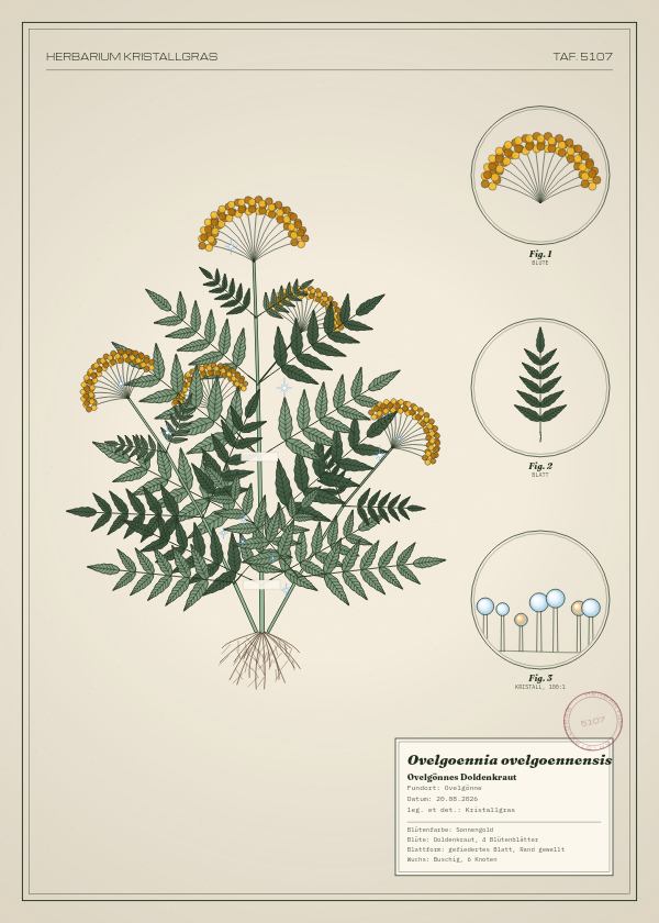 Botanische Tafel: Ovelgoennia ovelgoennensis, eine erfundene Pflanze aus Ovelgönne, gezeichnet wie in einem alten Pflanzenatlas