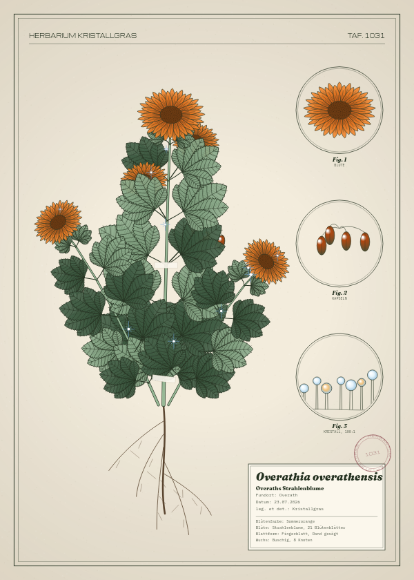 Botanische Tafel: Overathia overathensis, eine erfundene Pflanze aus Overath, gezeichnet wie in einem alten Pflanzenatlas