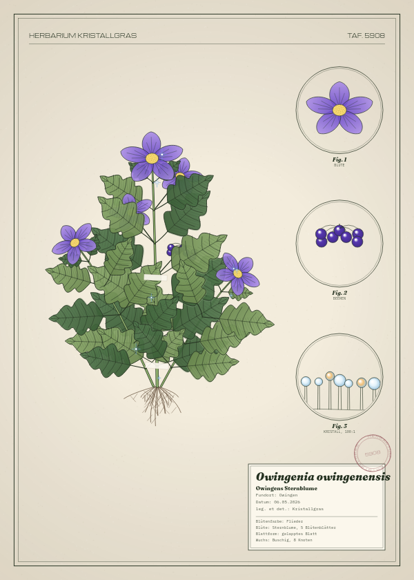 Botanische Tafel: Owingenia owingenensis, eine erfundene Pflanze aus Owingen, gezeichnet wie in einem alten Pflanzenatlas