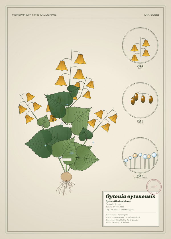 Botanische Tafel: Oytenia oytenensis, eine erfundene Pflanze aus Oyten, gezeichnet wie in einem alten Pflanzenatlas